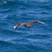 South Polar Skua